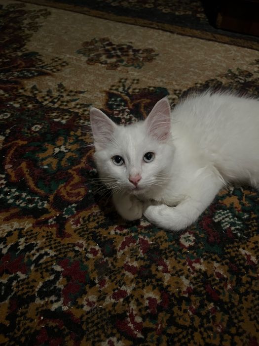 продаётся котенок
