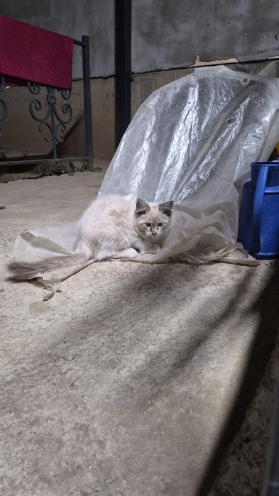 Отдам котят в хорошие руки