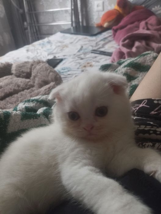 Продаются котята