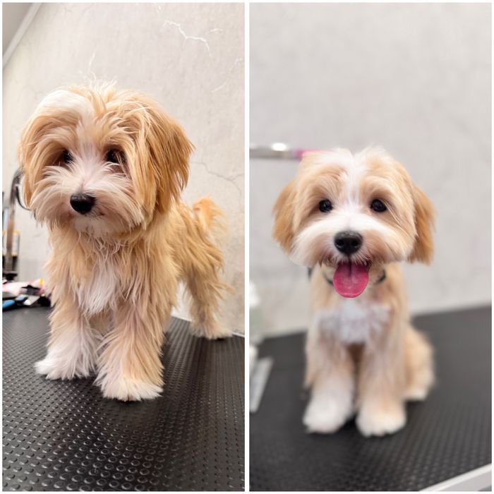 Предлагаю услуги груминга для собак