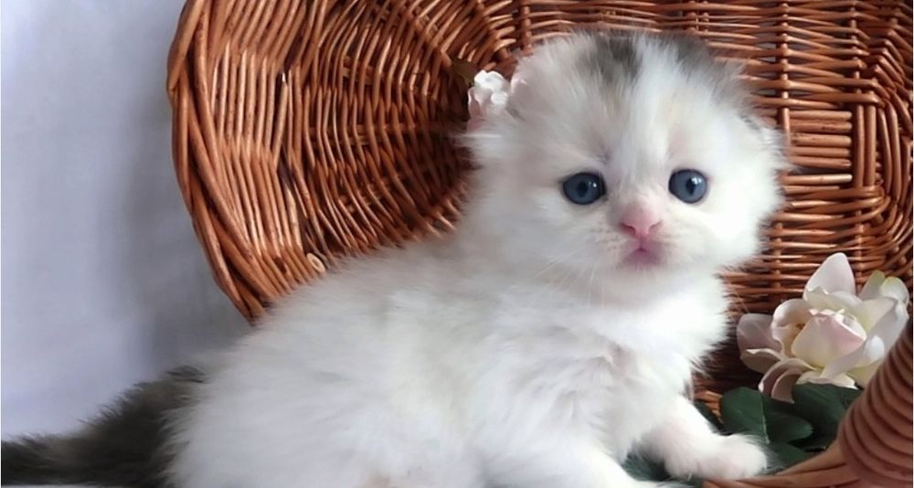 Веслоухие девочки игривые, и активные