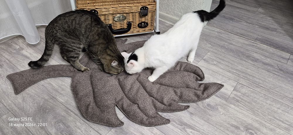 Лежанки для кошек