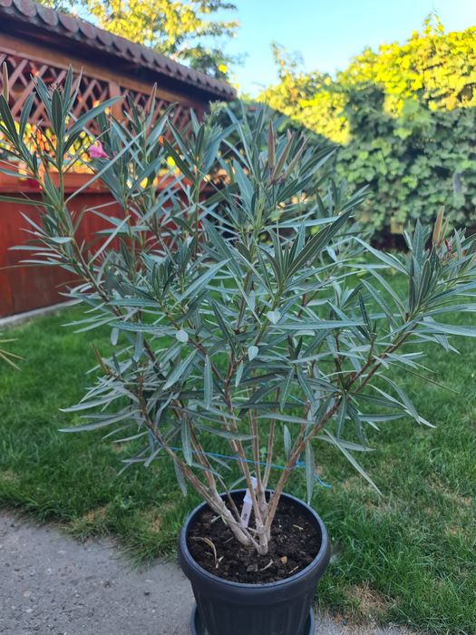 Leandrii de vânzare