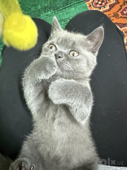 Скоттиш страйт от правильной вязки
