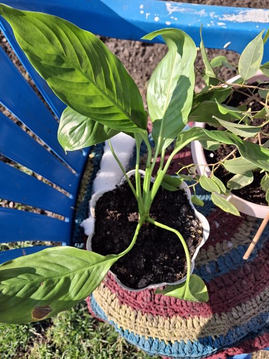 Комнатные цветы распродажа!