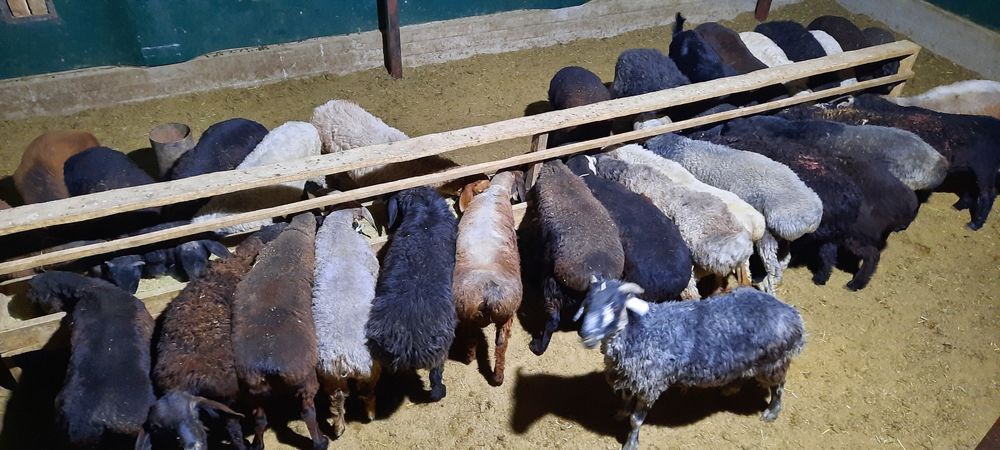 Кой токты тусак кошкар