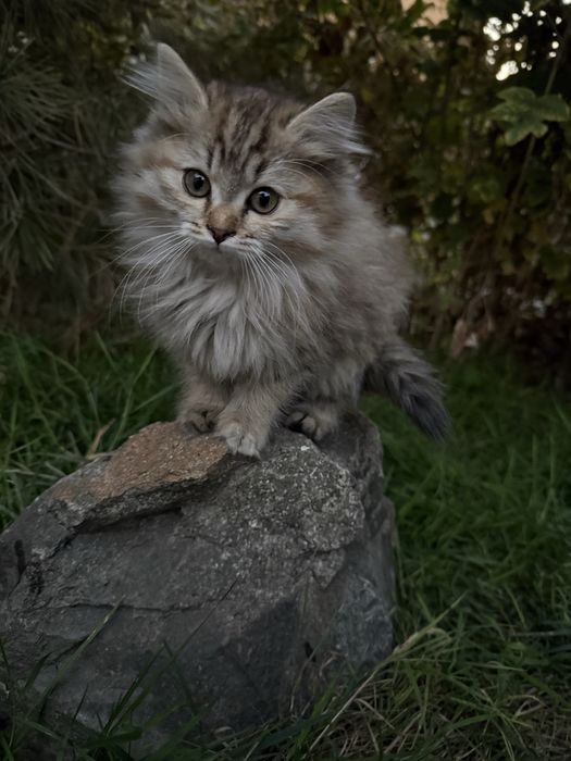 Отдам Котят в добрые руки