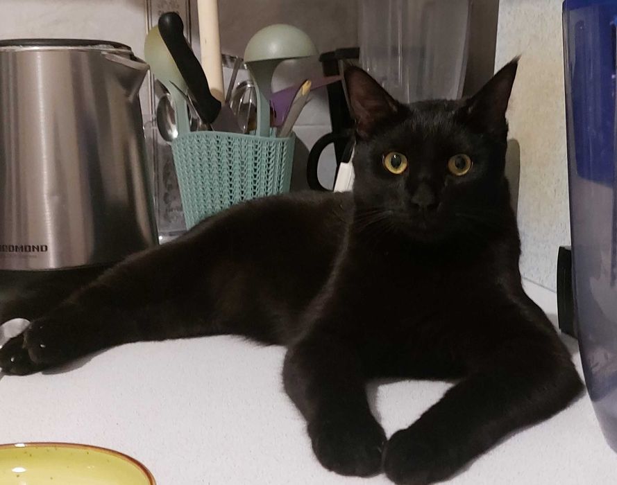 Потерялся чёрный кот !