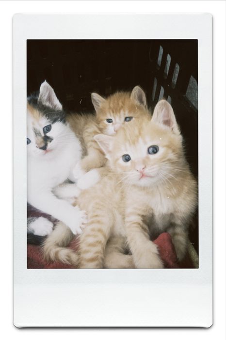 Котята милые домашние