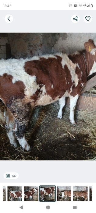 Vând juninca bălțată germana foarte buna blânda