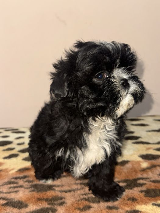 Cățel shih tzu