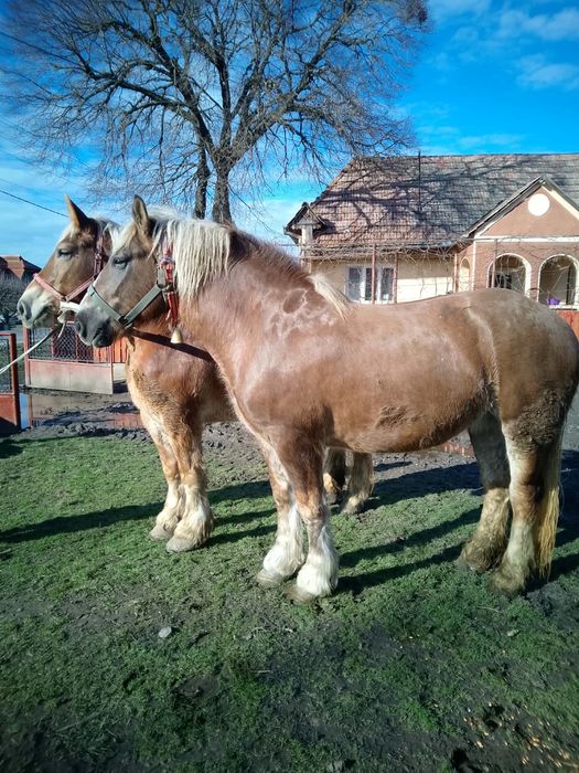 De vanzare iepe semigrele