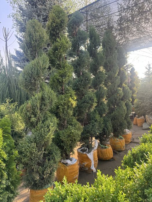 Голубые Ели, Туи Смарагд