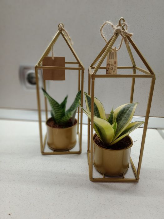 Зелени живи  растения в кашпи