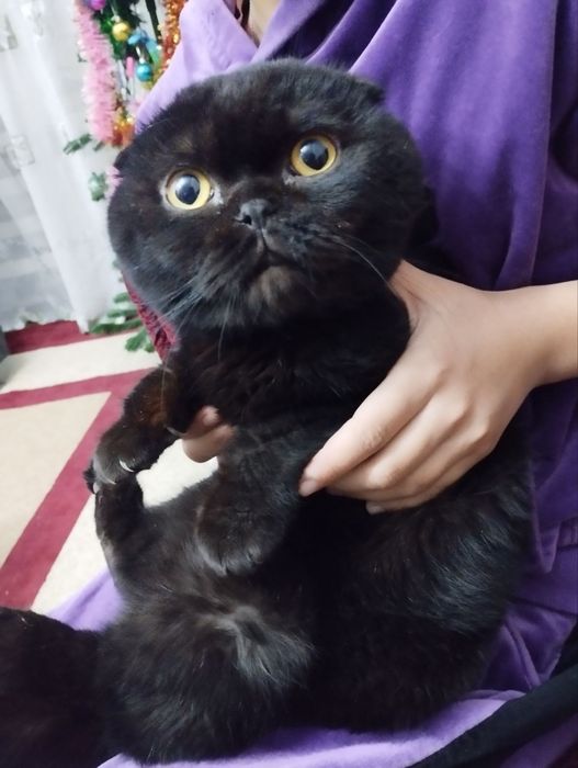 Угил бола британски веслаухи