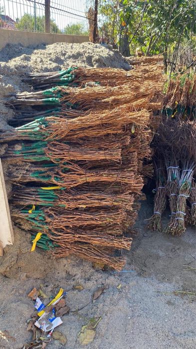 Vita de vie nobila an 3