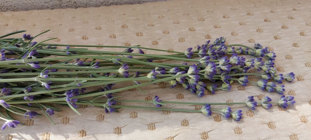 Лаванда фиолетовая