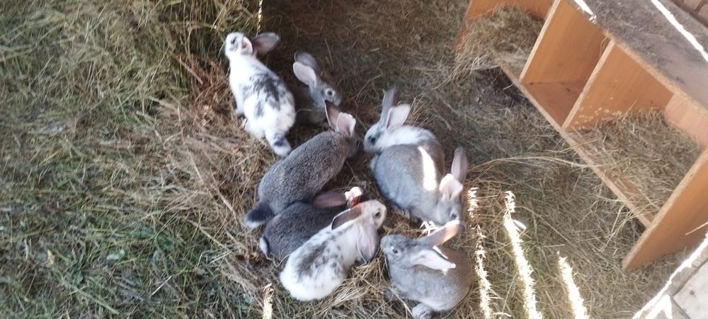 Продам кролчат серый великан