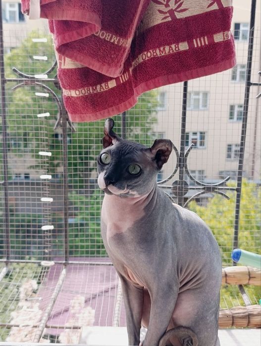 Жених Сфинкс Эльф ждёт свою невесту