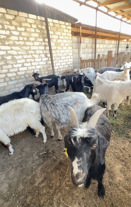 Ешкілер бар арзан бағасы келісімді