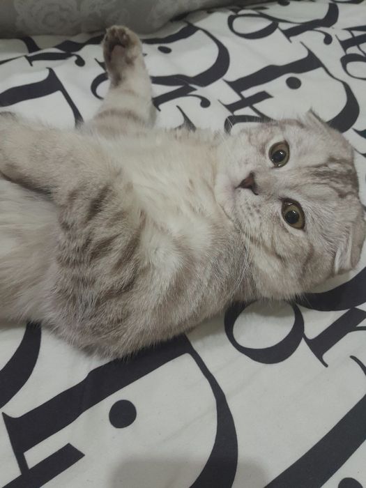 Скотишфолд ўғилбола 7 ойли тоза қон жуда чиройли мушук сотилади