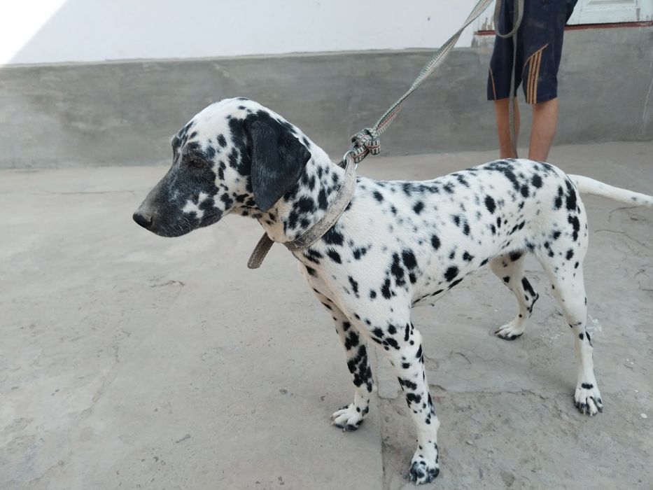 Далматин лақабли зоттор кучук сотилади.