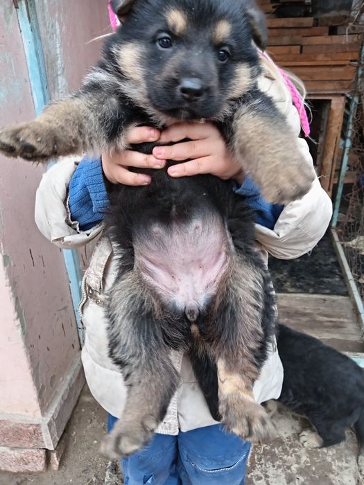 Продаются немецкие овчарки