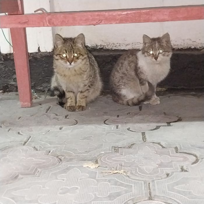 Отдам 3х котят !