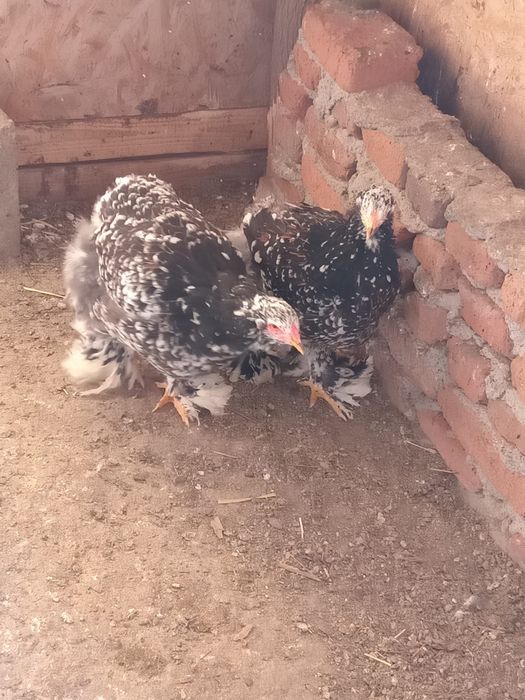 Disponibile puicuțe brahma