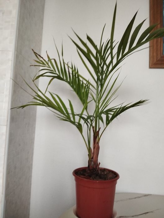 Пальма Хризалитакарпус.