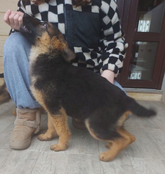 Pui ciobanesc german cu pedigree