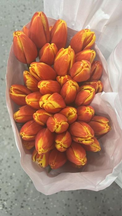 тюльпаны Астана высококачественные