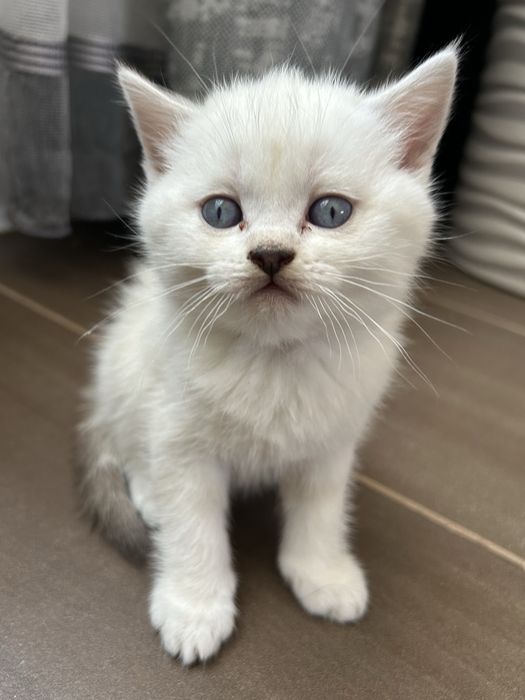 Котята шотланские