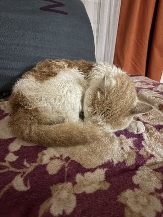 Отдам кота в добрые руки