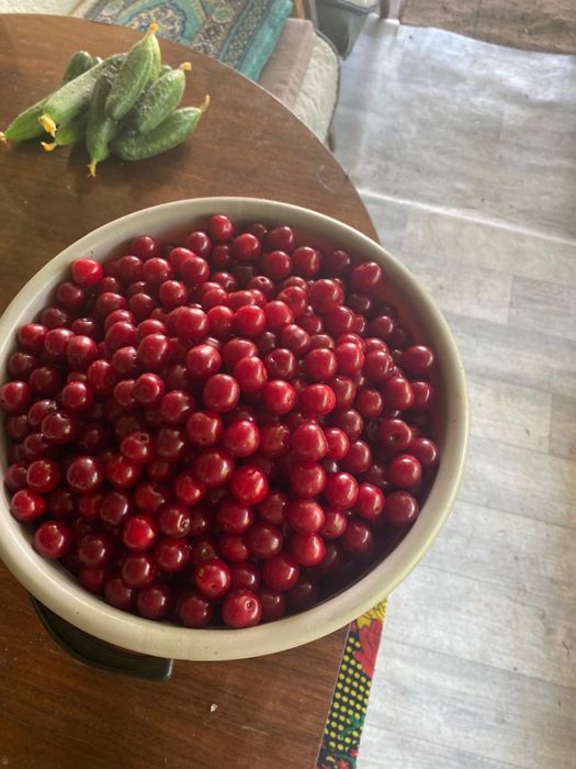 Продам дачную вишню