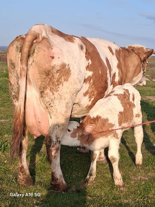 Vând vaca bălțată românească la a3a fătare are tăuraș