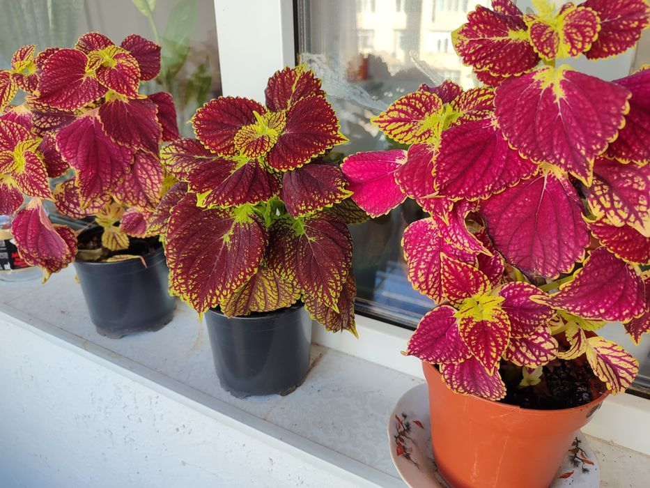 Комнатные цветы, колеусы и герани