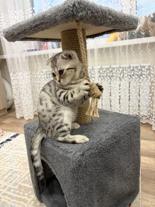 Продам кошечку шотланка