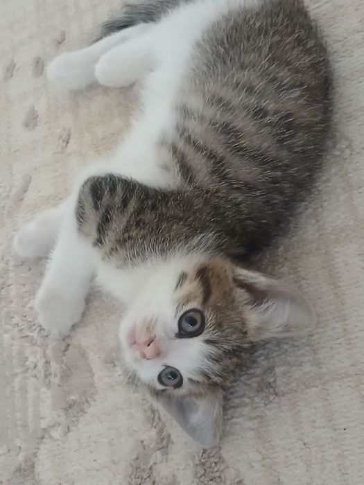 Котёнок приучен к лотку