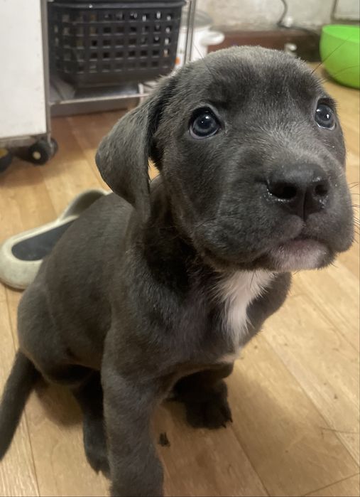 Щенки Кане-корсо