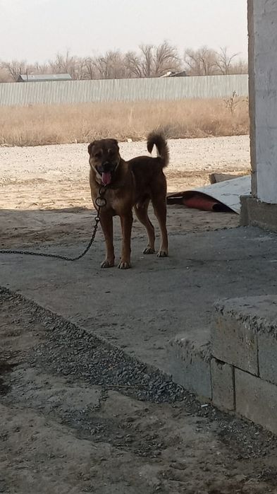 Молодой кабел хороших кровей.