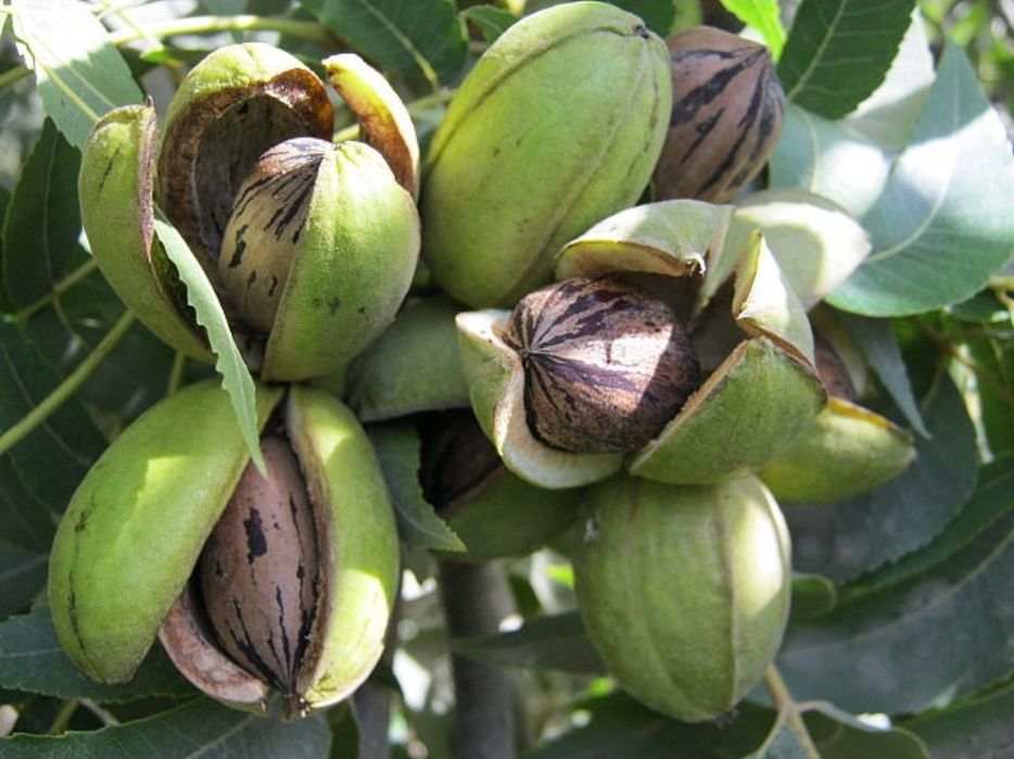 Pekan yonģoģi va kóchatlari sotiladi