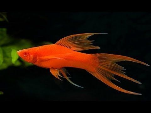 Меченосцы Рыбы Красивые и Хорошие