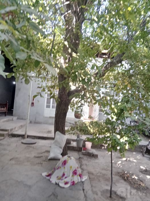 Срочно ёнгок дарахт