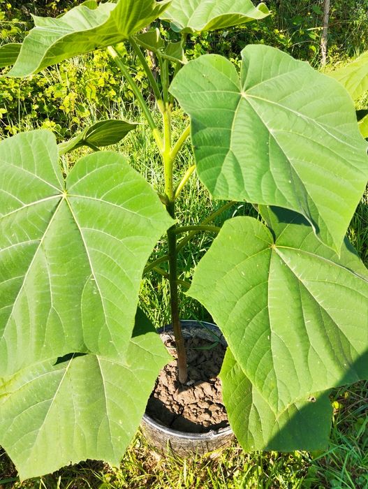 Plante paulownia de vânzare