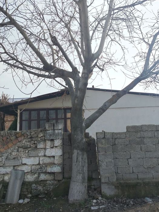 Yongʻoq daraxti sotiladi