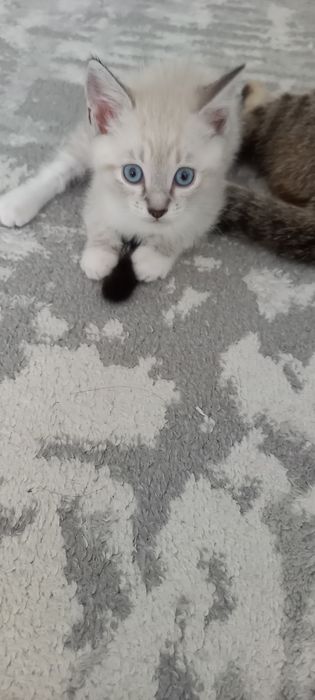 Котик мальчик сиамский