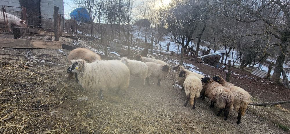 Vand 10 oii carabase și țurcane