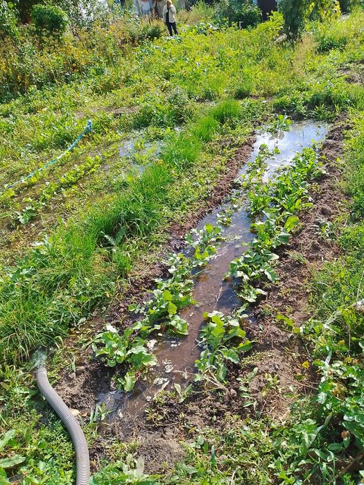 Две  дачи на кривом озере