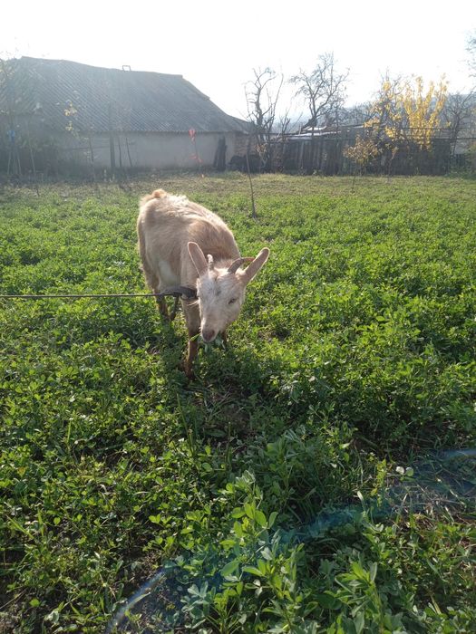 Vând țap și ieduță de rasă sannen s au schimb cu cârlani